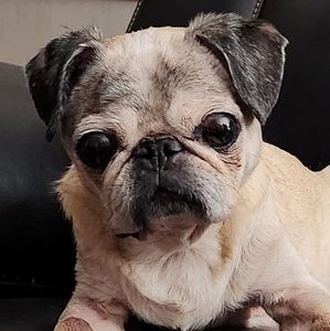 Meet your Posher, Janis